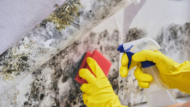 Professional Mold Remediation in Reynoldsville, PA